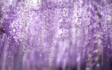 Best 3 Wisteria Backgrounds on Hip, wisteria flowers HD wallpaper | Pxfuel