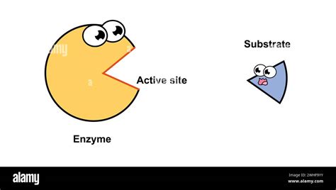 Enzyme activity mechanism, illustration Stock Photo - Alamy