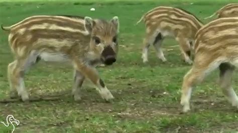 Wild Boar Piglets Are Completely Charming - YouTube