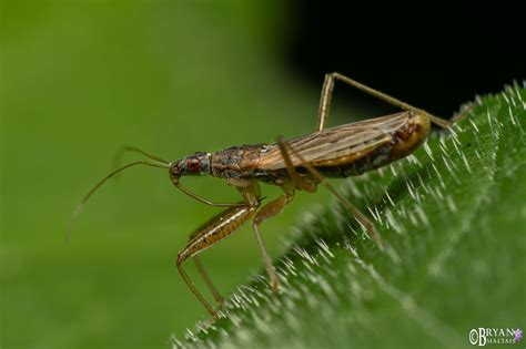 Damsel Bug Insect Macro Photo