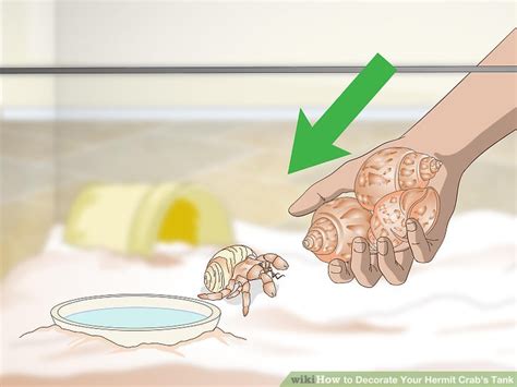 3 Ways to Decorate Your Hermit Crab's Tank - wikiHow