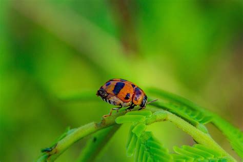 ladybug on green leaf, natural background. 11056894 Stock Photo at Vecteezy