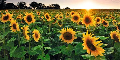 25 Best Sunflower Fields Near Me - The Best Sunflower Fields and Mazes Across the Country