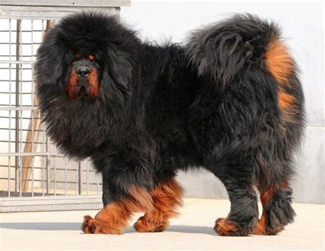 Tibetan Mastiff Dog Info, Puppies, Sale Cost, Facts, Pictures