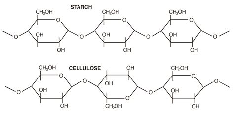 III. Carbohydrates, Structures and Types – A Guide to the Principles of Animal Nutrition