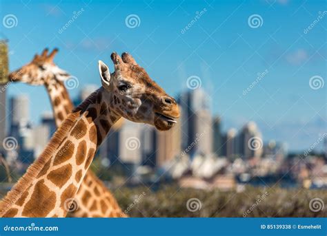 Cute Giraffes at Taronga Zoo with Views of Sydney Harbour Editorial Stock Photo - Image of ...