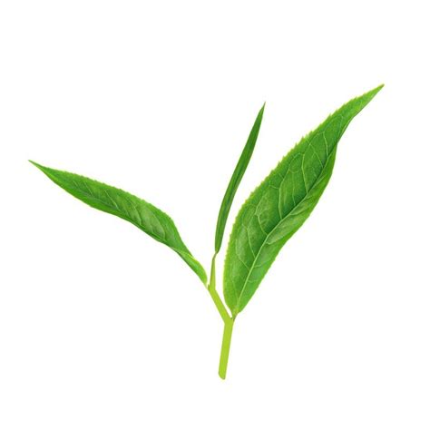 Tea leaves sprig 3D - TurboSquid 1314022 | Tea leaves, Tea, Plant leaves