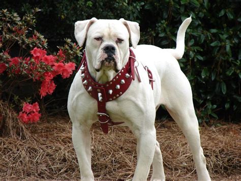 American bulldog - Marquitta Lehman