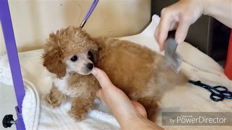 Grooming toy poodle puppy - YouTube