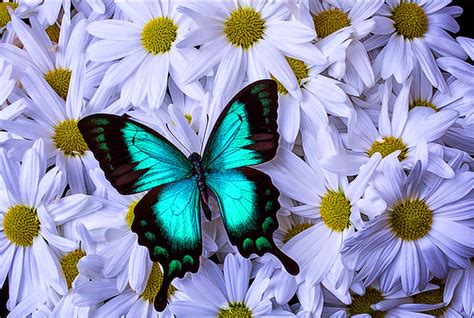 Cuadros Modernos Pinturas y Dibujos : Mariposas y Flores, Arte en Fotos de Garry Gay