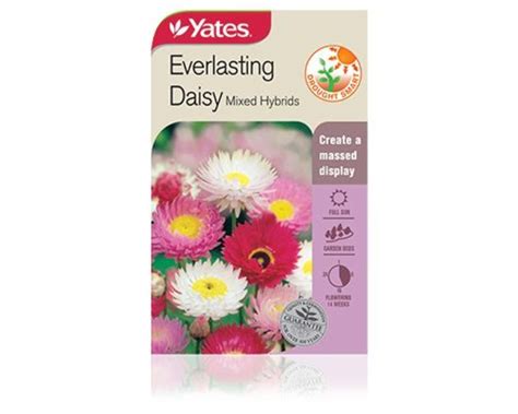 Everlasting Daisy Mixed Hybrids | Yates Seeds for Gardens