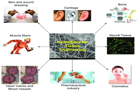 A schematic of the applications of tissue engineering [48]. | Download ...