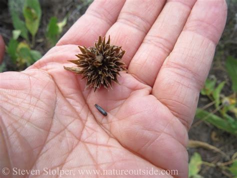 How to Get Yummy Sunflower Seeds from Wild Plants - NatureOutside