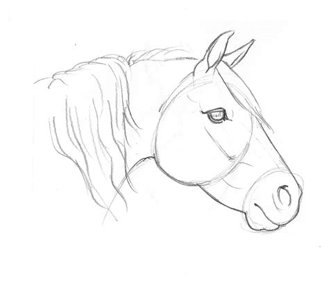 Discover 86+ horse head sketch images - seven.edu.vn