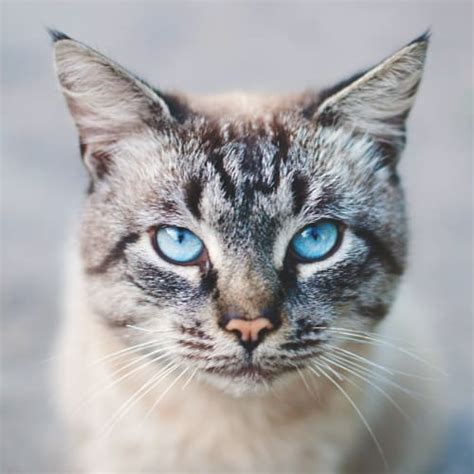 Why are my cat's eyes watering? | Greensboro Vet | Carolina Veterinary ...