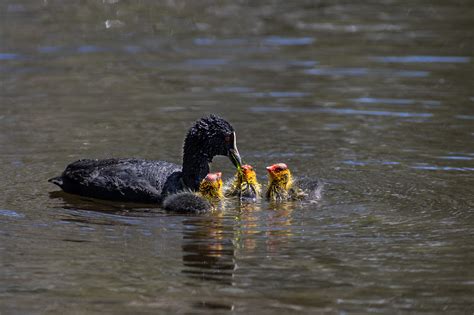 Eurasian Coot with chicks on Behance