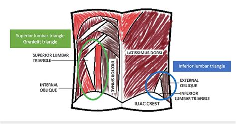 Lumbar Triangle