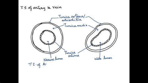 HOW TO DRAW THE T.S. OF ARTERY AND VEIN: HUMAN PHYSIOLOGY: BODY FLUIDS ...