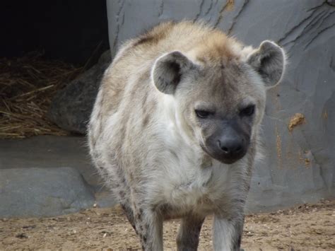 Orangemayhem: Featured animal: Spotted Hyena