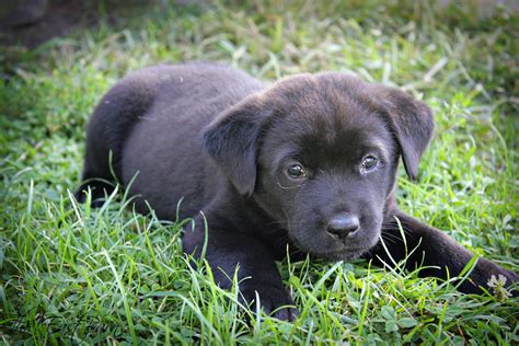 The East Barn: My Little Black Puppies