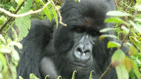 Up close with Rwanda's endangered mountain gorillas - CNN