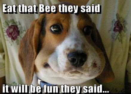 Dog Stung by Bee Meme | Beagle funny, Funny dog pictures, Funny dogs