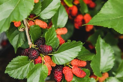 White Mulberry Leaf Linked to Death of Congressman's Wife