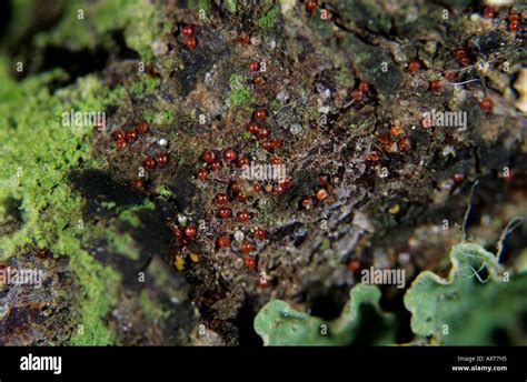 Red spider mite fruit tree hi-res stock photography and images - Alamy