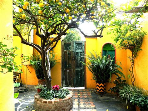 Patio Citrus Trees - Patio Ideas