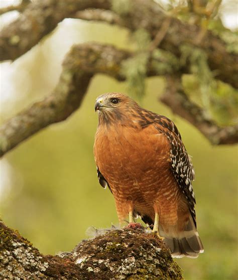 RedshoulderedHawkp