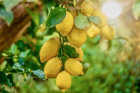 Growing Lemon Trees in Containers - Food Gardening Network