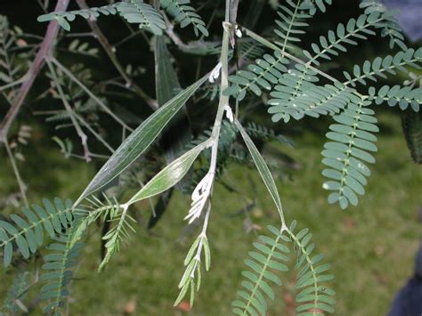 Acacia melanoxylon (Fabaceae) image 4962 at PlantSystematics.org