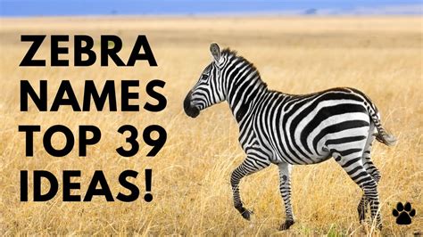 🦓 Zebra Names 39 🌿 CUTE 🌿 TOP 🌿 GOOD Names Ideas | Names - YouTube