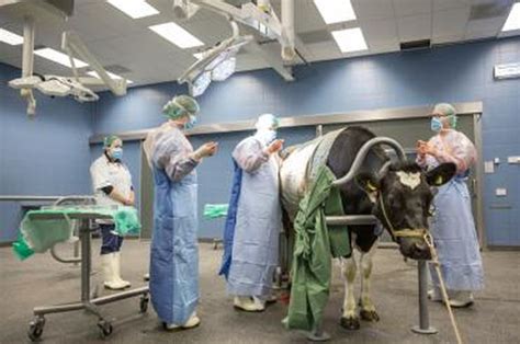 Top 6 Veterinary Schools in the World - Crimson Education US