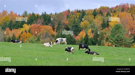 Vermont Fall Foliage with Dairy Cattles, Jeffersonville, Vermont VT ...