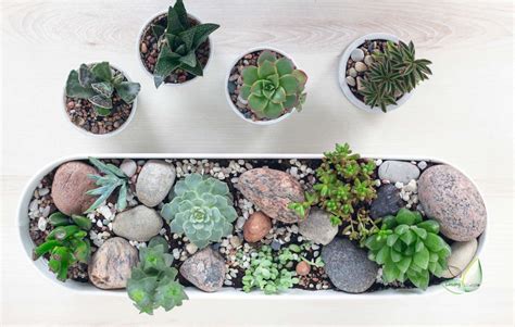 Best Indoor Succulents | Leading Lifestyle