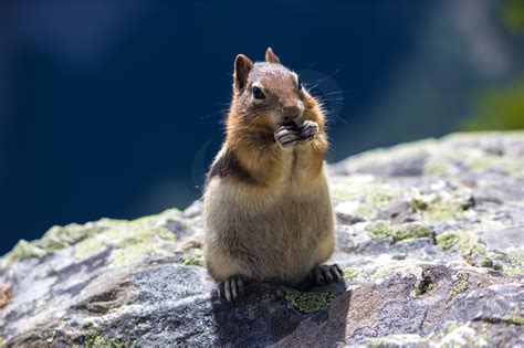 Chipmunk Eating - Steve Jansen Photography