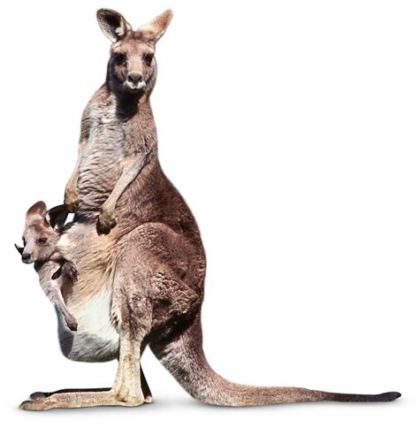 What is a Marsupial | Kangaroo Facts for Kids | DK Find Out