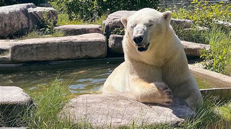 Cochrane Polar Bear Habitat: Come Face To Face With The World's Largest ...