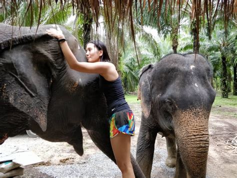 Elephant Sleeping Habits - Krabi Elephant House Sanctuary