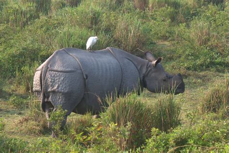 Rhinoceros unicornis Linnaeus, 1758 by Thomas Vattakaven on 21 December 2013