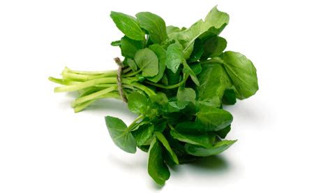 Seasonal food: watercress | Life and style | The Guardian