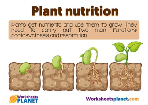 Photosynthesis and Plant Nutrition | Science Resource