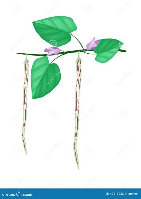 Centrosema Pubescens Plant In Ceramic Flower Pots Vector Illustration | CartoonDealer.com #48610222