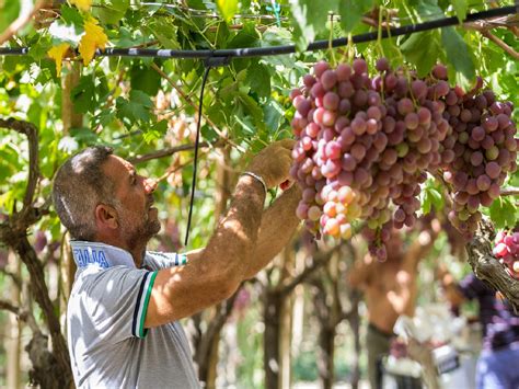 Sicily Wine Estates - Sicily Luxury Tours