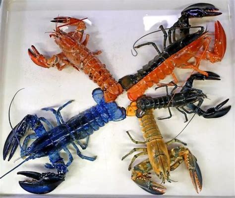 A Rare Yellow Lobster Joins a Boston Aquarium's Lobster Rainbow - Atlas ...