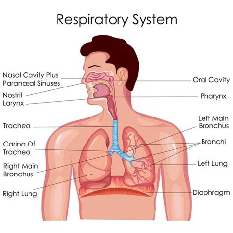 20,091,756 Respiratory system Vector Images | Depositphotos