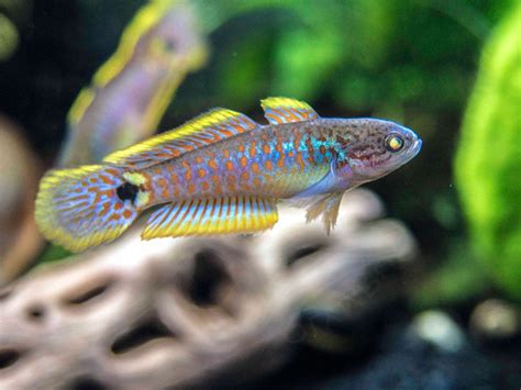 Peacock Goby