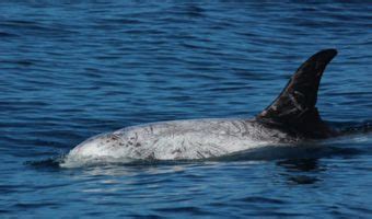 Risso's Dolphin - Facts, Information & Pictures