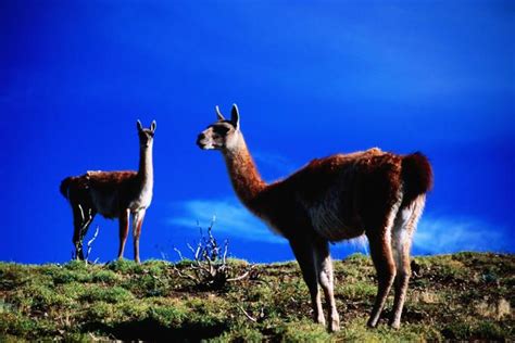 Chilean Patagonia: wildlife spotting in the Torres del Paine National Park (With images ...